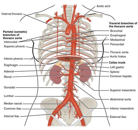 This Diagram Shows The Arteries In The Thoracic And Abdominal Cavity