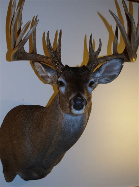 A Guide To Whitetail Shoulder Mount Positions — Wildlife