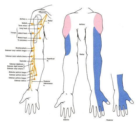 Diagram Of The Muscular And Cutaneous Branches Of The Axillary And