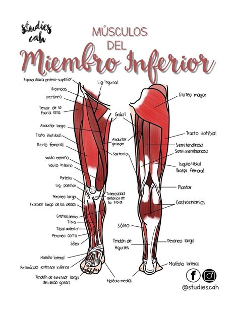 Musculos Do Membros Inferiores