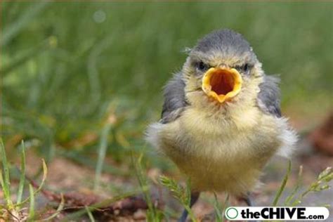 Latest Funny Pictures Funny Birds Pictures