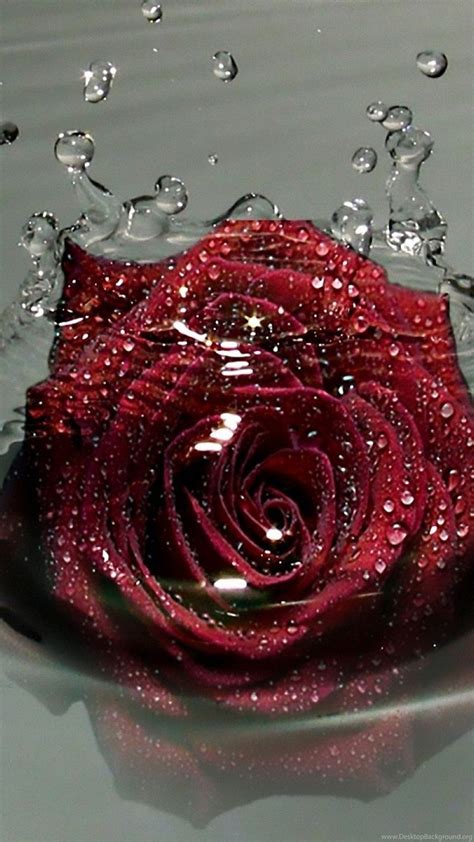 Red Rose In Water Droplets 2560x1440 Hd Wallpapers And Free Stock