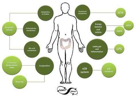 Microorganisms Free Full Text Does The Gut Microbiota Contribute To