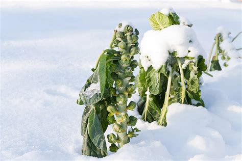 12 Herbs And Vegetables That Grow In The Snow