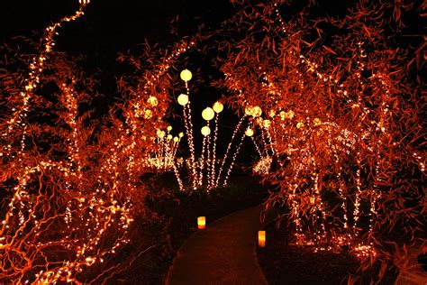Brookgreen Gardens Night Of A Thousand Candles Beautiful Flower