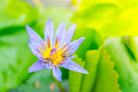 Blue Lotus Flower Print A Wallpaper And More