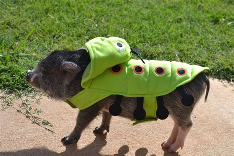 Maci Our Mini Pig Dressed Up As A Caterpillar Going To The Costume