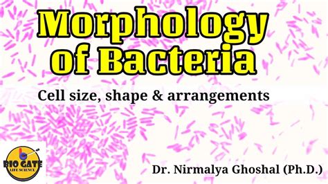 Morphology Of Bacteria Size Shape And Arrangements Microbiology Youtube