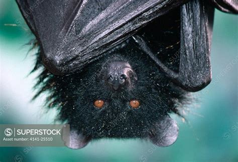 Livingstones Fruit Bat Pteropus Livingstonii Comores Islands Indian