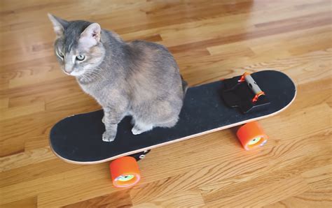 This Designer Built An Electric Skateboard For His Cat