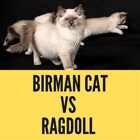 Birman Vs Ragdoll Ultimate Guide To The Two Cat Breeds Birman Cats Guide