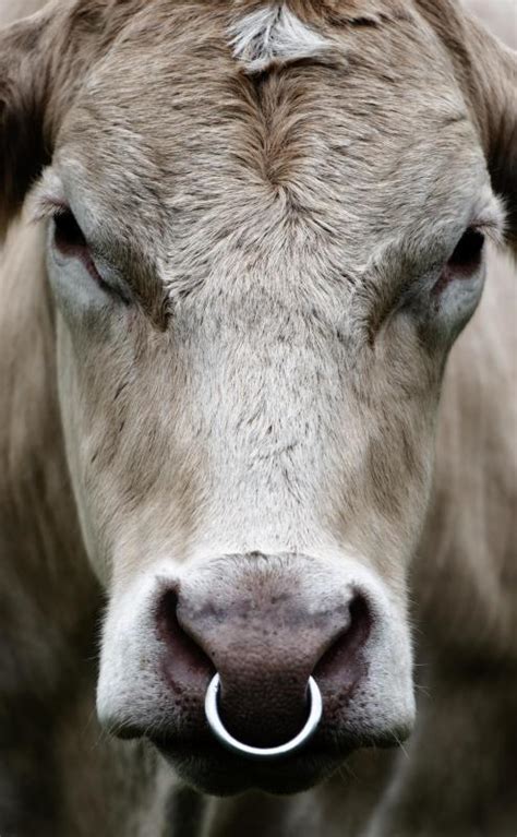 Why Do Some Bulls Have Nose Rings With Picture
