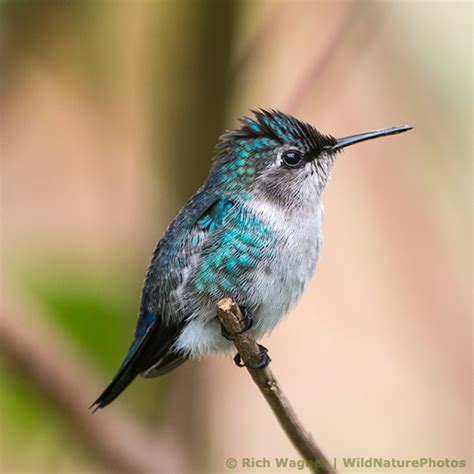 Sexing Bee Hummingbirds Its Not All In The Tail Wildnaturephotos Blog