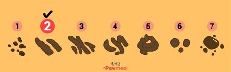 How To Understand Dog Poop With Stool Chart Infographic
