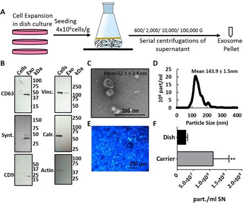 Carrier Based Cell Culture Increases Exosome Yield A Schematic