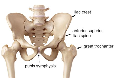Pelvis Hip Examination
