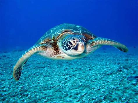 Best Places To Snorkel And Swim With Sea Turtles Openwaterhq