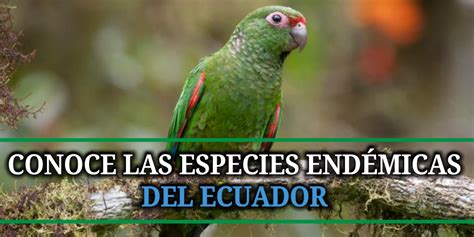 Principales Especies Endémicas Del Ecuador Nación Plus