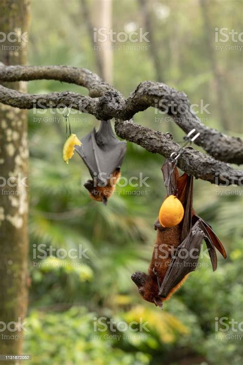 Large Malayan Flying Fox Pteropus Vampyrus Bats Hanging From A Branch