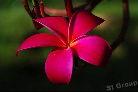 Gambar Bunga Thailand Gambar Pelbagai Jenis Flora Di Rebanas Rebanas