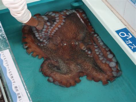 Filenorth Pacific Giant Octopus