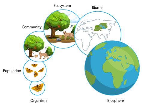 Organization Of Living Things Read Biology Ck 12 Foundation