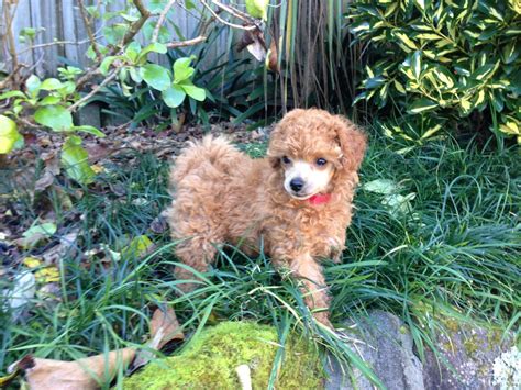 Image Gallery Red Toy Poodle Home