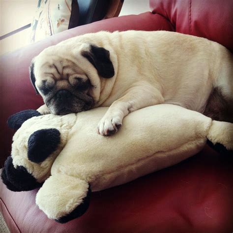 Bah Humpug Friend Amor Pug Pug Pillow Funny Animals Cute Animals