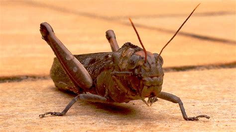 Cricket Insect African Field Cricket Gryllus Bimaculatus Image Free