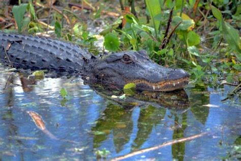 10 Alligator Predators What Eats An Alligator Or Crocodile 2023