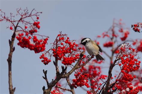 Mountain Ash Feeding Birds And Brightening Winter Mtpr