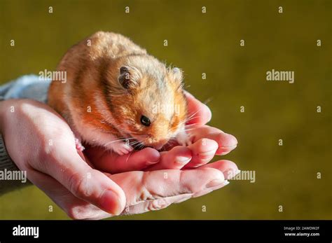 Syrian Golden Hamsters Hi Res Stock Photography And Images Alamy
