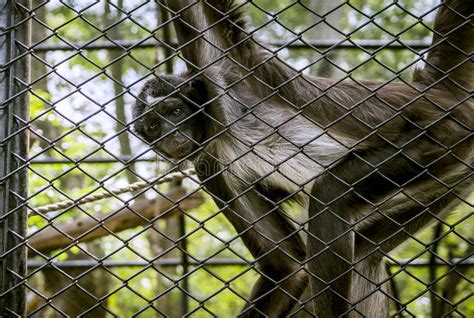 Picture Of A Monkey Inside A Cage Stock Photo Image Of Nature