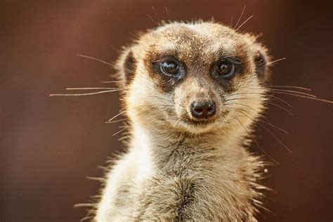 11 Things You Didnt Know About Meerkats Mnn Mother