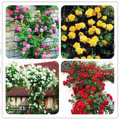 Rare Climbing Rose Bonsai Perennial Flowers Garden Decoration 50pcs Fence Shed Roses Flower
