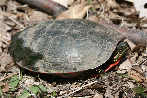 Westerm Painted Turtle Chrysemys Picta Bellii Psychotic Nature
