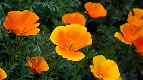 High Quality Orange Flowers Wallpaper Full Hd Pictures