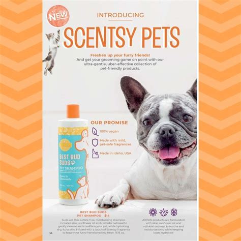 According to the american society for the prevention of cruelty to animals, you should groom finding a qualified pet groomer for your furry friend may not be easy, but this guide will help you choose a groomer who is a cut above the rest. NEW! SCENTSY PET LINE | Pet shampoo, Pets, Scentsy
