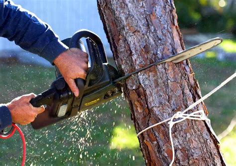 Tree removal is based on a price per foot, with average costs being $12 to $13 per foot. Tree Removal - How Much Does It Cost To Remove Small To ...