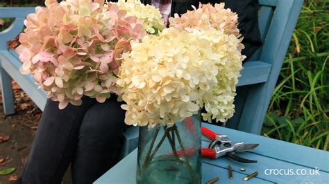 How To Cut And Dry Hydrangea Blooms For The Vase Youtube