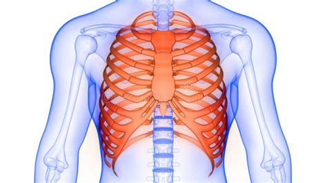 gaiola de costelas da anatomia do sistema esquelético humano xray 3d renderização ilustração