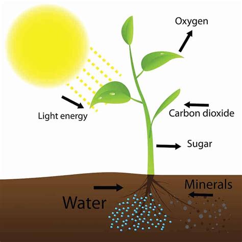 How Light Affects Plant Growth What You Need To Know