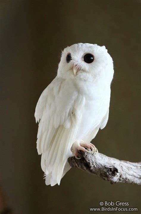 Earth Song — Cotton The Albino Eastern Screech Owl Eastern Screech