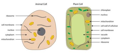 Hgms Cell Organelle Structure And Function Diagram Quizlet