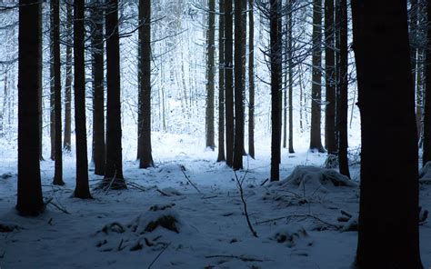 Download Wallpaper 3840x2400 Forest Winter Snow Trees Snowy Hike