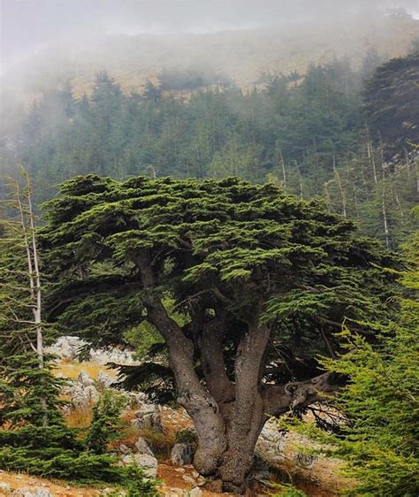 The Mighty Cedar 🌲 Photo B Cedar Trees Lebanon Tree Unique Trees