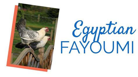 Egyptian Fayoumis Chicken By Chickens For Backyards Youtube