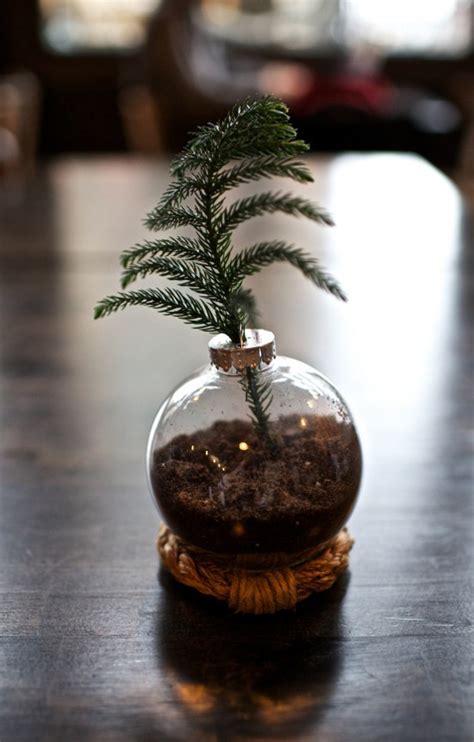 Check spelling or type a new query. 3 real mini Christmas trees diys | My Paradissi