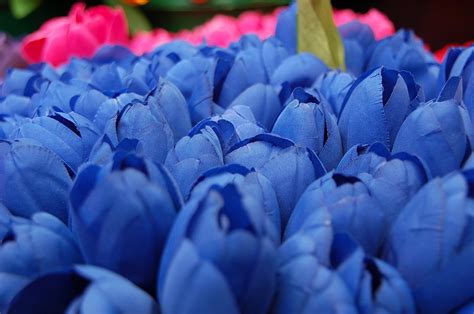 Free Tulipanes Azules Stock Photo