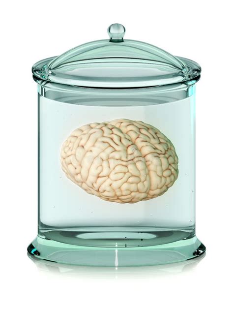 Brain In Jar Stock Photo Image Of Education Learning 13592576